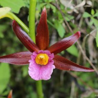 Phaius wallichii Lindl.